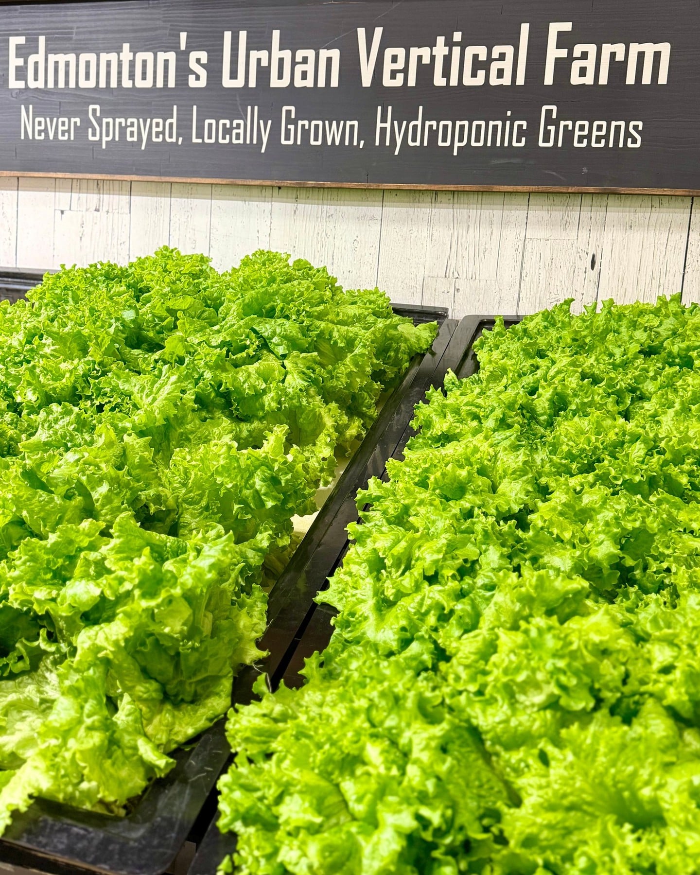 Fresh, clean greens — grown just around the corner 🌱

At @verticalrootsedmonton, leafy greens are harvested the same day and travel less than 30km to the market. Grown using hydroponics, their lettuce is crisp, vibrant, and ready for salads, wraps, and everyday meals.

Local, year-round, and picked at its best.

📍 Booth A1
🕓 Fri 10–4 | Sat 9–4 | Sun 10–4

#BountifulFarmersMarket #YEGLocal #HydroponicFarming #YEGEats #YEGFood #YEG #FreshGreens #SupportLocalYEG